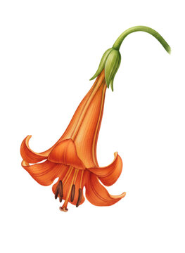 Orange floriferous campanulate flower isolated. Botanical illustration for natural design element, textile print, or greeting card.