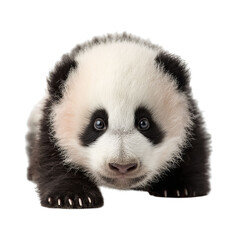 Obraz premium PNG of Cute baby panda cub with fluffy fur and expressive eyes.
