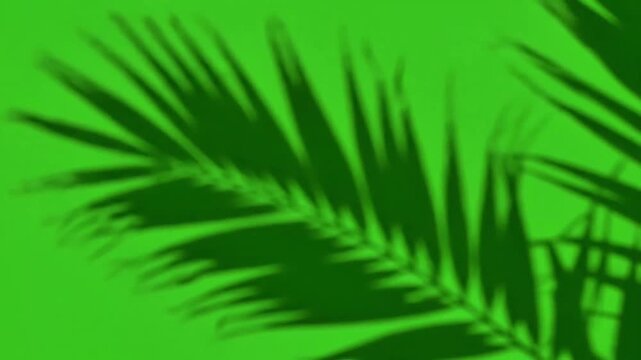 Tropical palm leaf shadow on green screen background overlay

