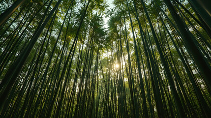 Fototapeta premium Sunlight streaming through dense bamboo forest at sunrise, Bamboo stalks reaching towards sun in tropical grove, Tranquil bamboo forest landscape with bright sun flare
