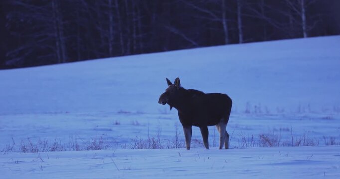 Wild moose walking in the winter landscape