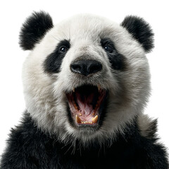 Obraz premium PNG of Close-up of a fierce black and white panda with mouth open displaying its teeth.