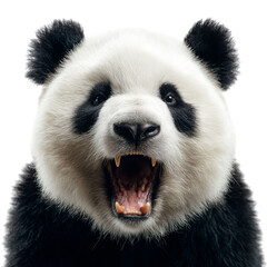 Fototapeta premium PNG of A fierce giant panda roaring with its mouth wide open, showcasing its striking black and white fur.