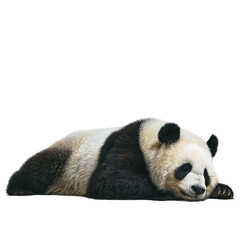 Fototapeta premium PNG of A relaxed giant panda lying down peacefully, showcasing its distinctive black and white fur.