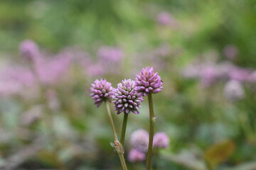 Obraz premium Purple flowers.