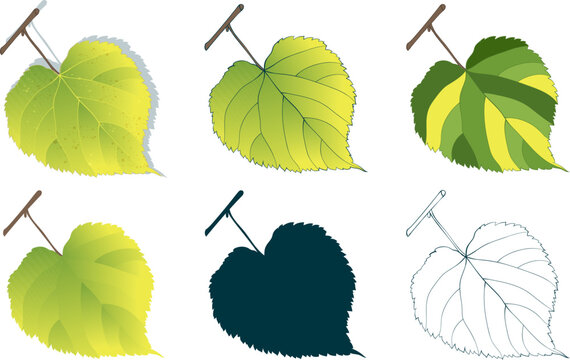 Set of hand-drawn green-yellow linden leaves on transparent background. Flat and line styles vector illustrations