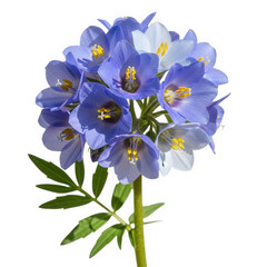 Obraz premium Jacob’s ladder (Polemonium caeruleum), blue clusters, forest edge. isolated on transparent background