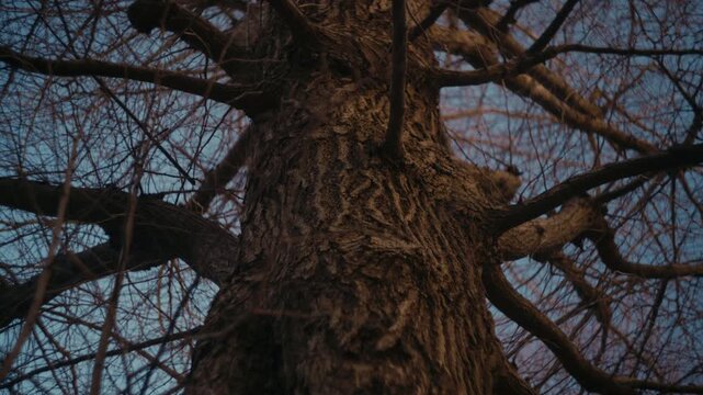 Tree with visible foliage and trunk, representing nature and plant life.