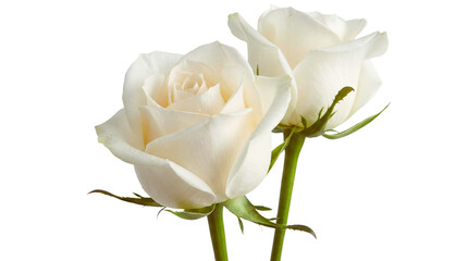 Two delicate white roses with dew drops and green stems against a transparent background
