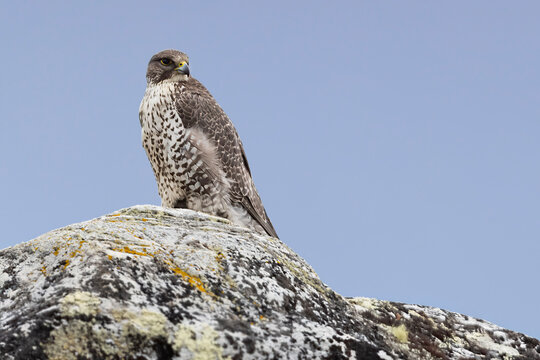 Gyrfalcon perched on a rock at Aursjoen lake near Bismo in Skjak municipality during a clear day