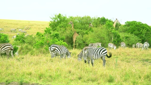 Herd of zebras grazing in the open savanna grass with several giraffes partially hidden behind green bushes in Maasai Mara, Kenya.