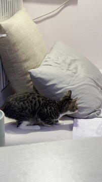 The cat is playing and jumping on the bed.