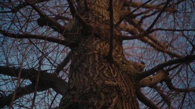 Tree as a natural element in an outdoor environment.