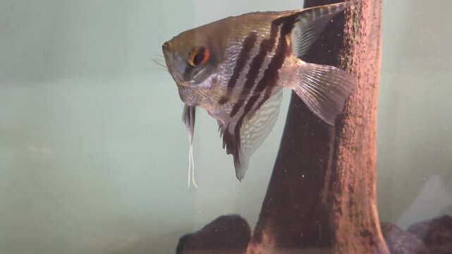 Striped angelfish swimming in an aquarium near a piece of driftwood.