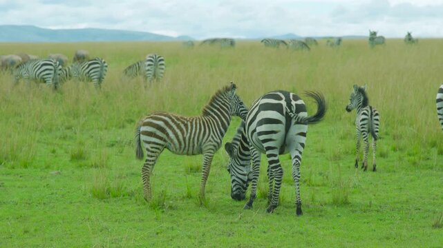 Medium shot of an adult zebra and a young foal grazing in tall green grass with a large herd in the background, Maasai Mara, Kenya.