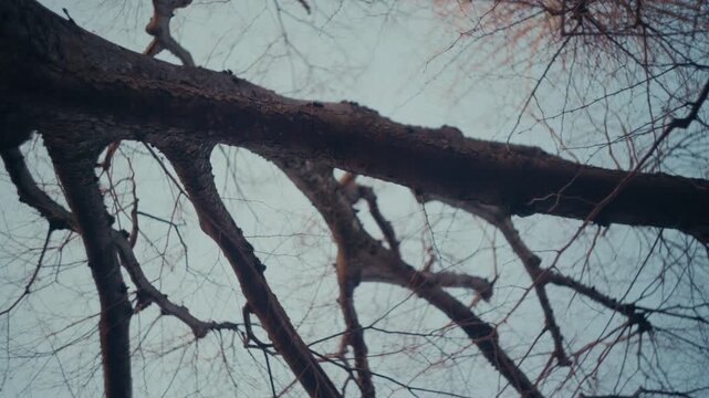 Tree growing in an open area, showing natural balance and greenery.