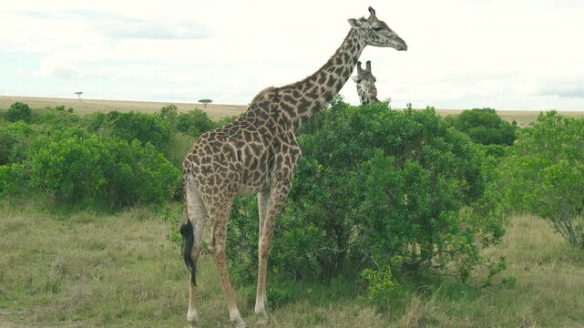 An adult giraffe stands and feeds on foliage in the vast savanna grasslands of Maasai Mara National Reserve, Kenya.