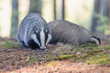 Front view of pair of European badgers walking in the forest. Horizontally.  © frank11