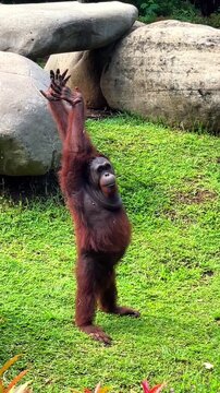 An orangutan stands on the grass, raising its long arms in an expressive pose at a zoo in Bali, Indonesia. Primate emotional behavior and animal observation.