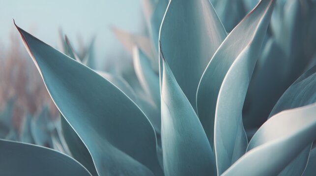 Close-up of blue agave leaves with soft sunlight highlighting their natural textures and veins