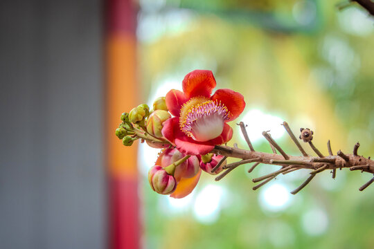 cannonball flower blossom on a branch