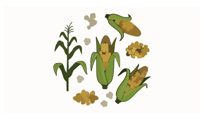Fototapeta premium Maize and corn vegetable cartoon vector set with kernels popcorn and green leaves isolated