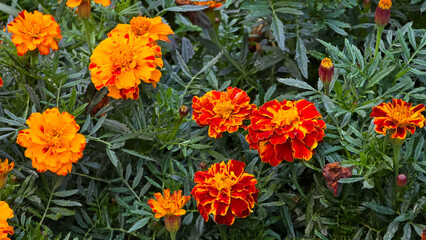 Vibrant orange and red French marigolds (Tagetes patula) in full bloom among lush green foliage in a garden setting. Perfect for floral backgrounds or gardening themes.