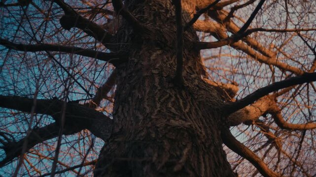 Tree in a calm outdoor setting representing nature and growth.
