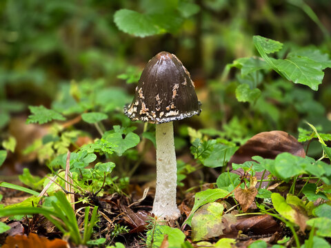Close-up of a striking Magpie Inkcap mushroom (Coprinopsis picacea) with a dark conical cap covered in white patches, standing tall on a white, fibrous stem in damp forest litter.