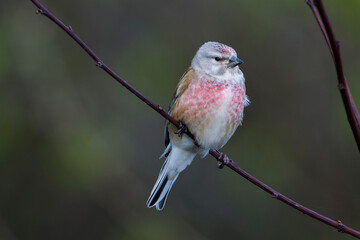 Bluth&auml;nfling (Linaria cannabina) M&auml;nnchen	
