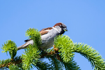 Haussperling M&auml;nnchen auf einer Fichte