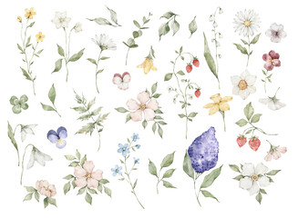 Watercolor set with wild spring meadow flowers and leaves. Wildflowers set, strawberries, violet, snowdrop, lilac, narcissus, daisy. Floral illustration