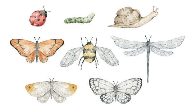 Watercolor set of insects. Butterflies, ladybug, snail, bee, dragonfly. Summer cute creatures