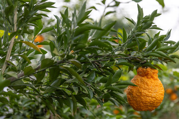 A bountiful harvest of orange in the orchard