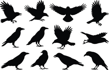 Obraz premium Set of crow and raven silhouettes in flying, landing and standing poses isolated on white background for wildlife illustration