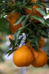 A bountiful harvest of orange in the orchard