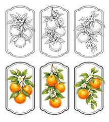 Vintage Citrus Orange Botanical Label Frame Set with Line Art and Color Versions