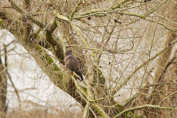 buzzard well camouflaged among brown branches, greenish-brown background, bird of prey looking to the left, Buteo buteo, common buzzard on a branch surrounded by leafless twigs