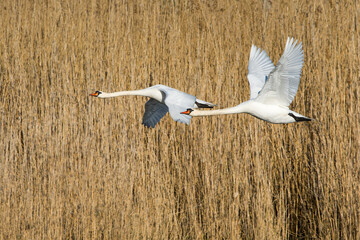 Fliegende H&ouml;ckerschw&auml;ne am Anklamer Stadtbruch in der Abendsonne	