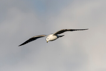 Sturmm&ouml;we (Larus canus) im Sommer an der Ostsee	