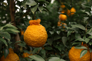 A bountiful harvest of orange in the orchard