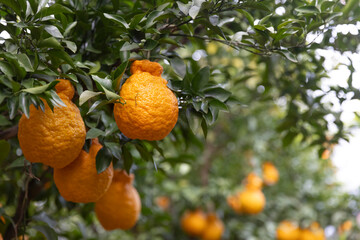 A bountiful harvest of orange in the orchard