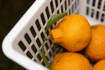 A bountiful harvest of orange in the orchard