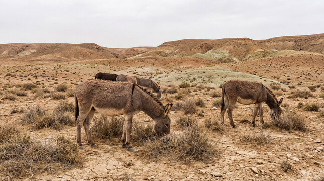 Wild burros graze peacefully on the dry, resilient bushes dotting the vast, undulating desert hills on an overcast day