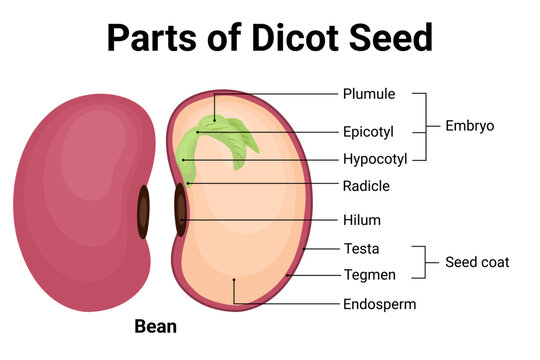 Parts of dicot seed diagram with labeled internal structure of bean seed for plant biology and classroom learning
