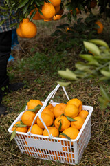 A bountiful harvest of orange in the orchard