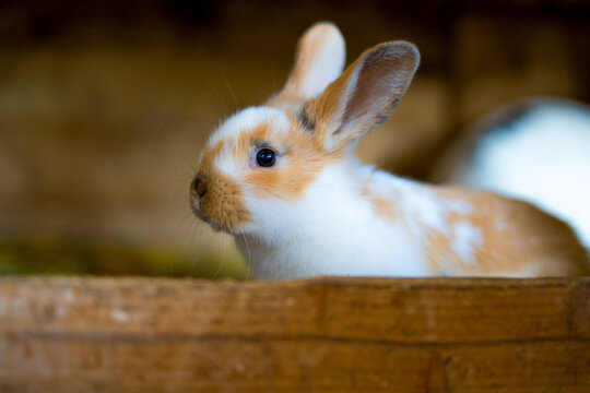 Junges geschecktes Kaninchen im Stall, niedliches Haustier
