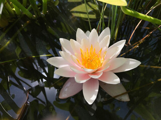 White water lily with yellow center floating on dark pond water