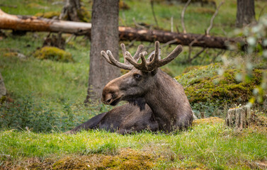 Naklejka premium Wild moose resting on green forest meadow.