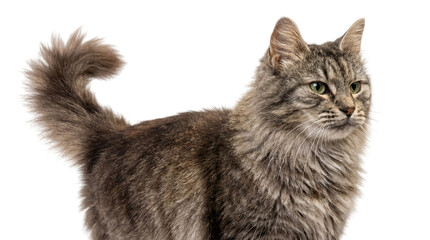 Fototapeta premium close-up profile of a majestic grey tabby cat with piercing green eyes and a fluffy tail, isolated on a transparent background for versatile design use.